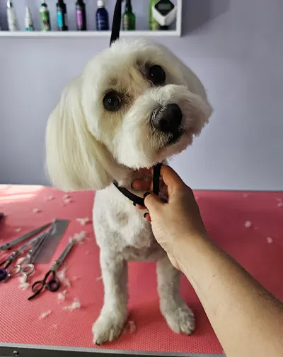 SPAzurem - Salon pielęgnacji zwierząt